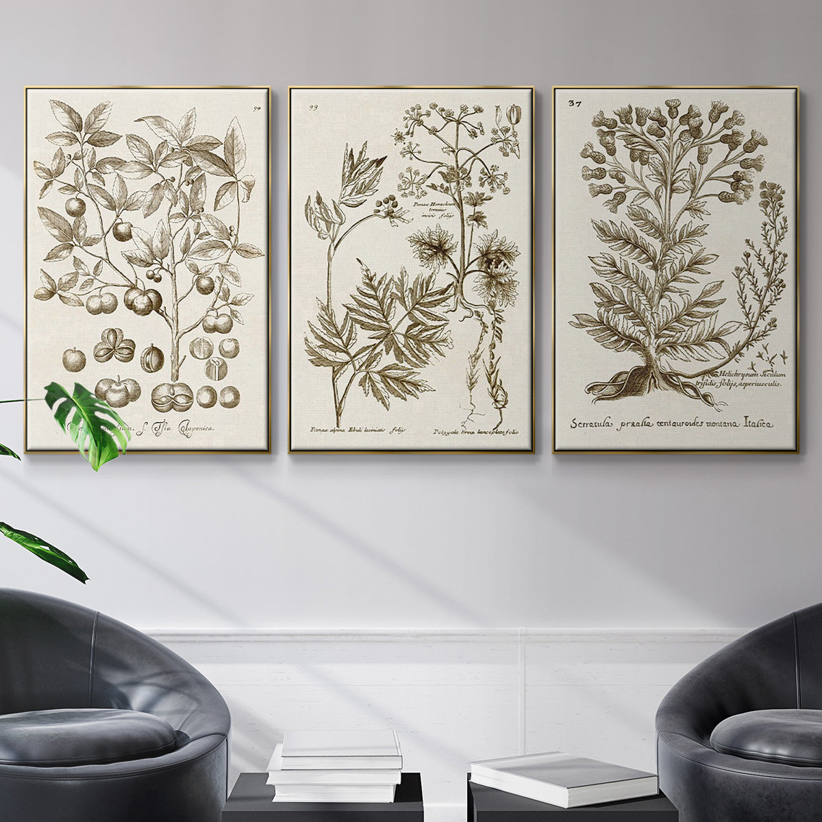Sepia Botanical Journal I - Floater Framed Canvas Set