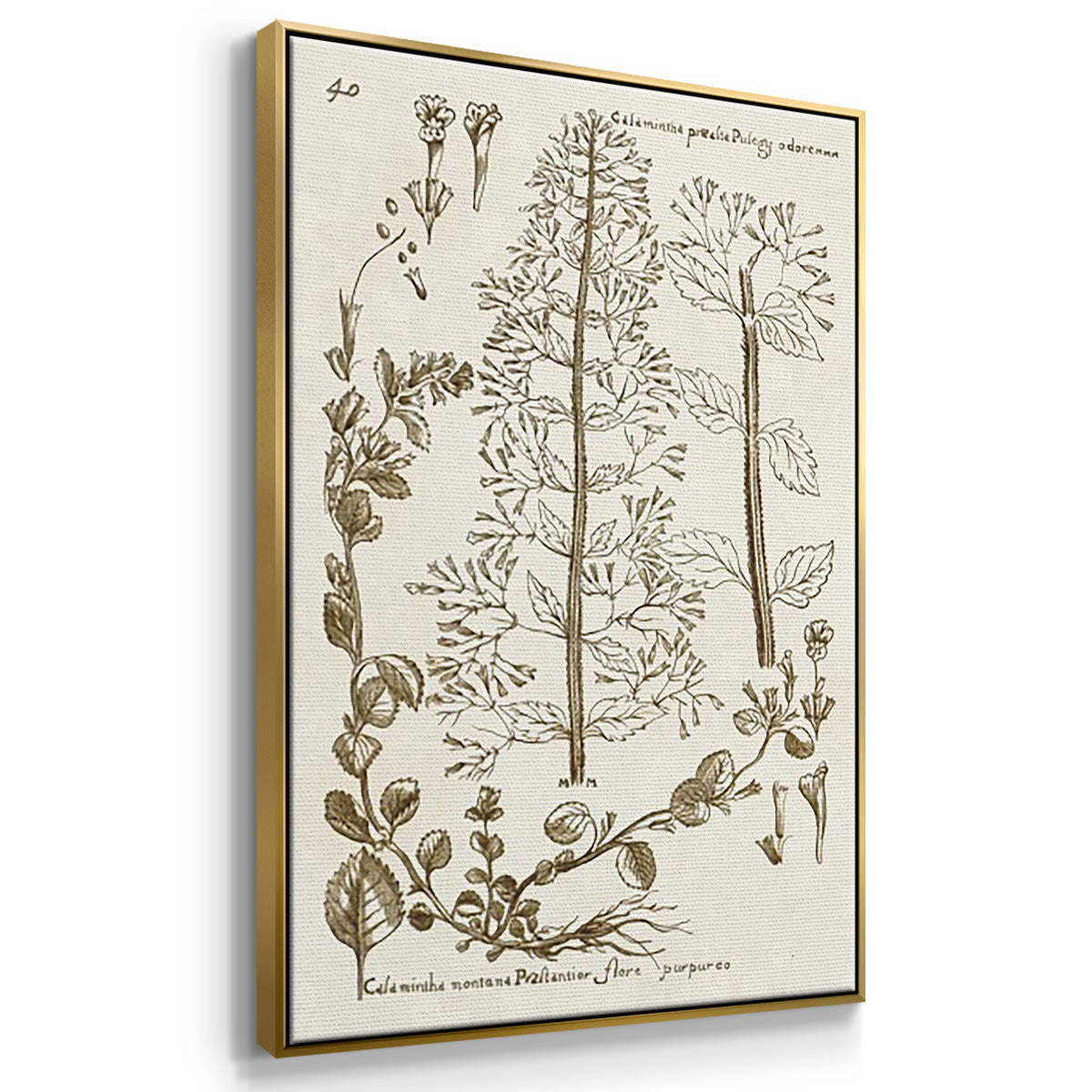 Sepia Botanical Journal IV - Floater Framed Canvas Set