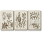 Sepia Botanical Journal VI - Floater Framed Canvas Set