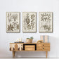 Sepia Botanical Journal VI - Floater Framed Canvas Set