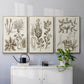 Sepia Botanical Journal VI - Floater Framed Canvas Set