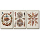 Spiral Shell Formation I - Floater Framed Canvas Set