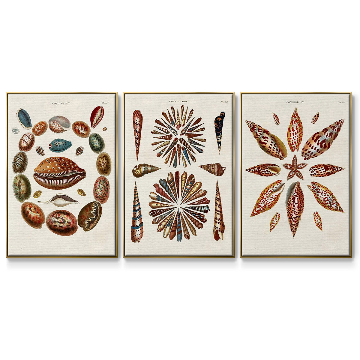 Spiral Shell Formation I - Floater Framed Canvas Set