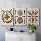 Spiral Shell Formation I - Floater Framed Canvas Set