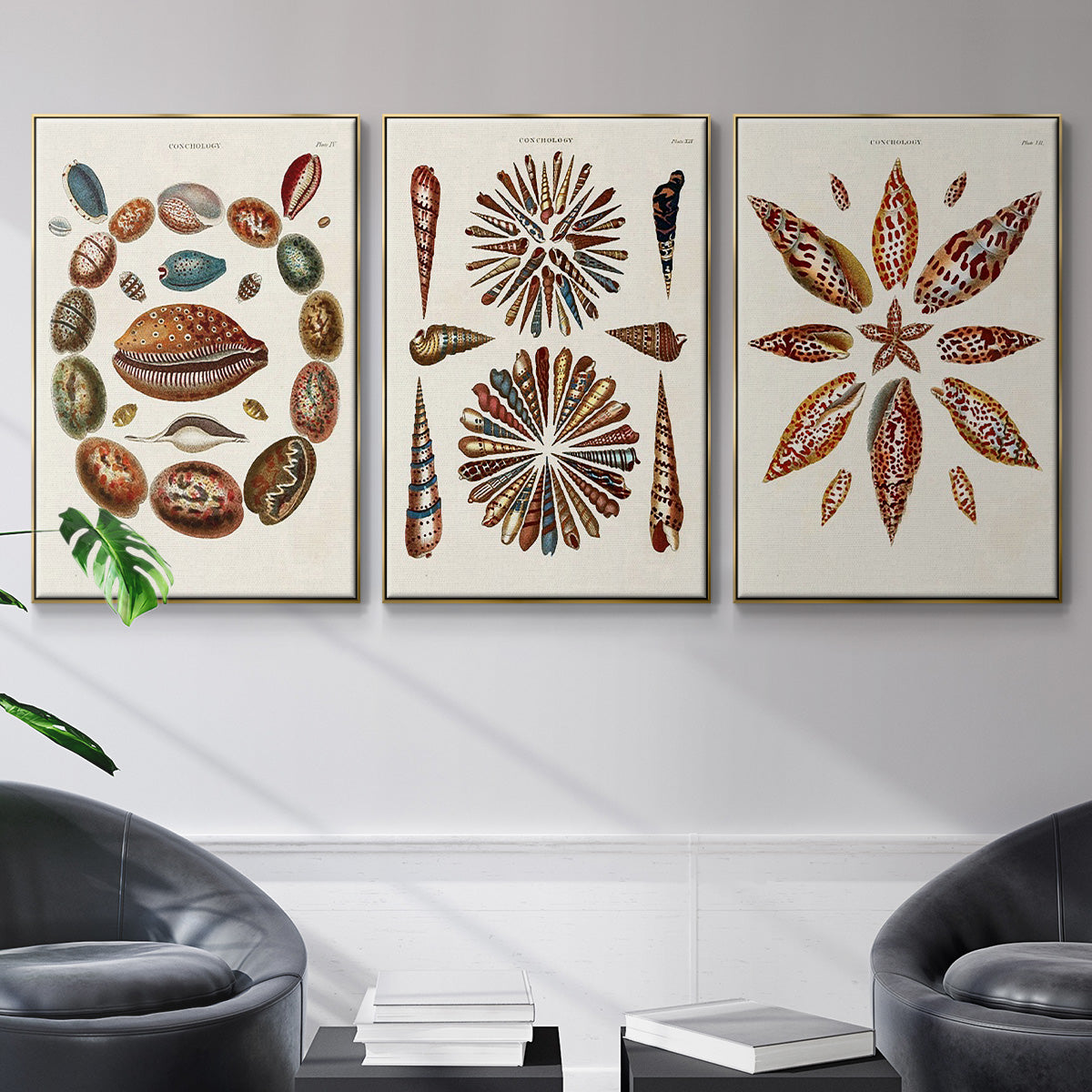 Spiral Shell Formation I - Floater Framed Canvas Set