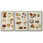 Mushroom Species I - Floater Framed Canvas Set