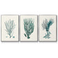Antique Coastal Coral VI - Floater Framed Canvas Set