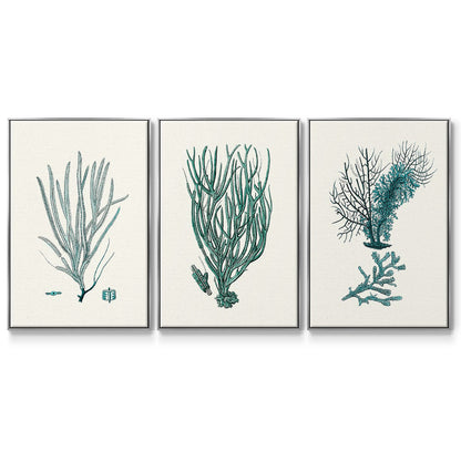 Antique Coastal Coral VI - Floater Framed Canvas Set
