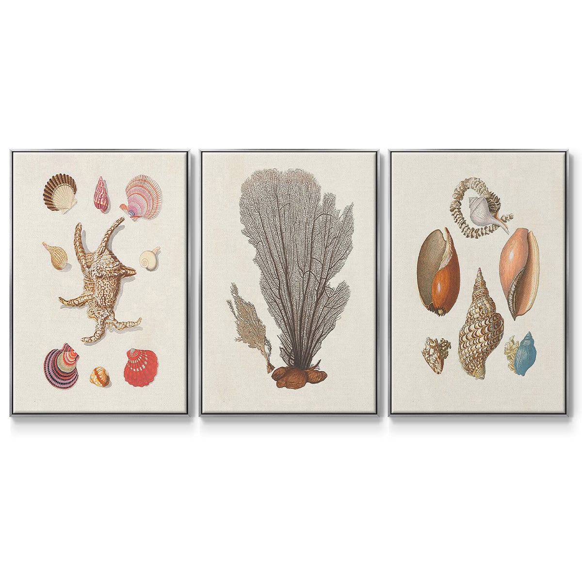 Knorr Shells & Coral I - Floater Framed Canvas Set