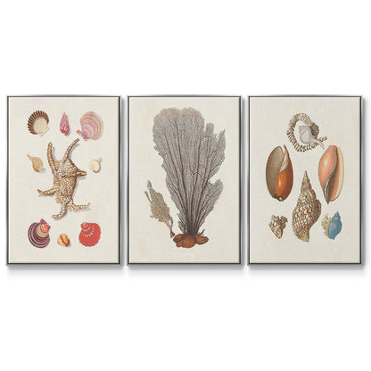 Knorr Shells & Coral I - Floater Framed Canvas Set