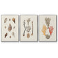 Knorr Shells & Coral IV - Floater Framed Canvas Set