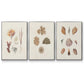 Knorr Shells & Coral VI - Floater Framed Canvas Set