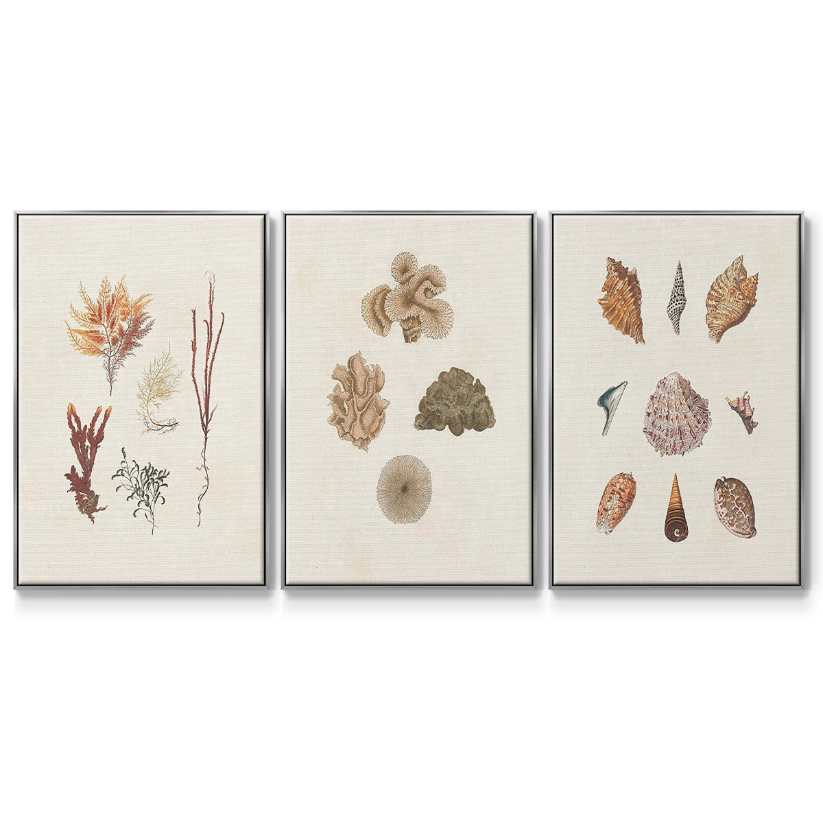 Knorr Shells & Coral VI - Floater Framed Canvas Set