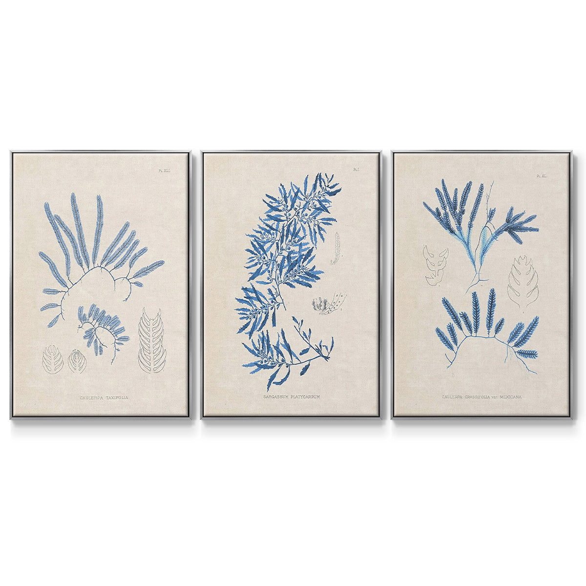 Blue Marine Algae I - Floater Framed Canvas Set