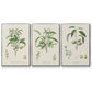 Antique Almond Botanical I - Floater Framed Canvas Set