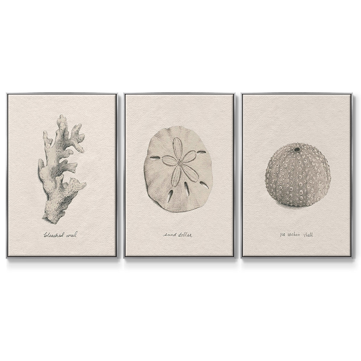 Shore Treasure Study I - Floater Framed Canvas Set