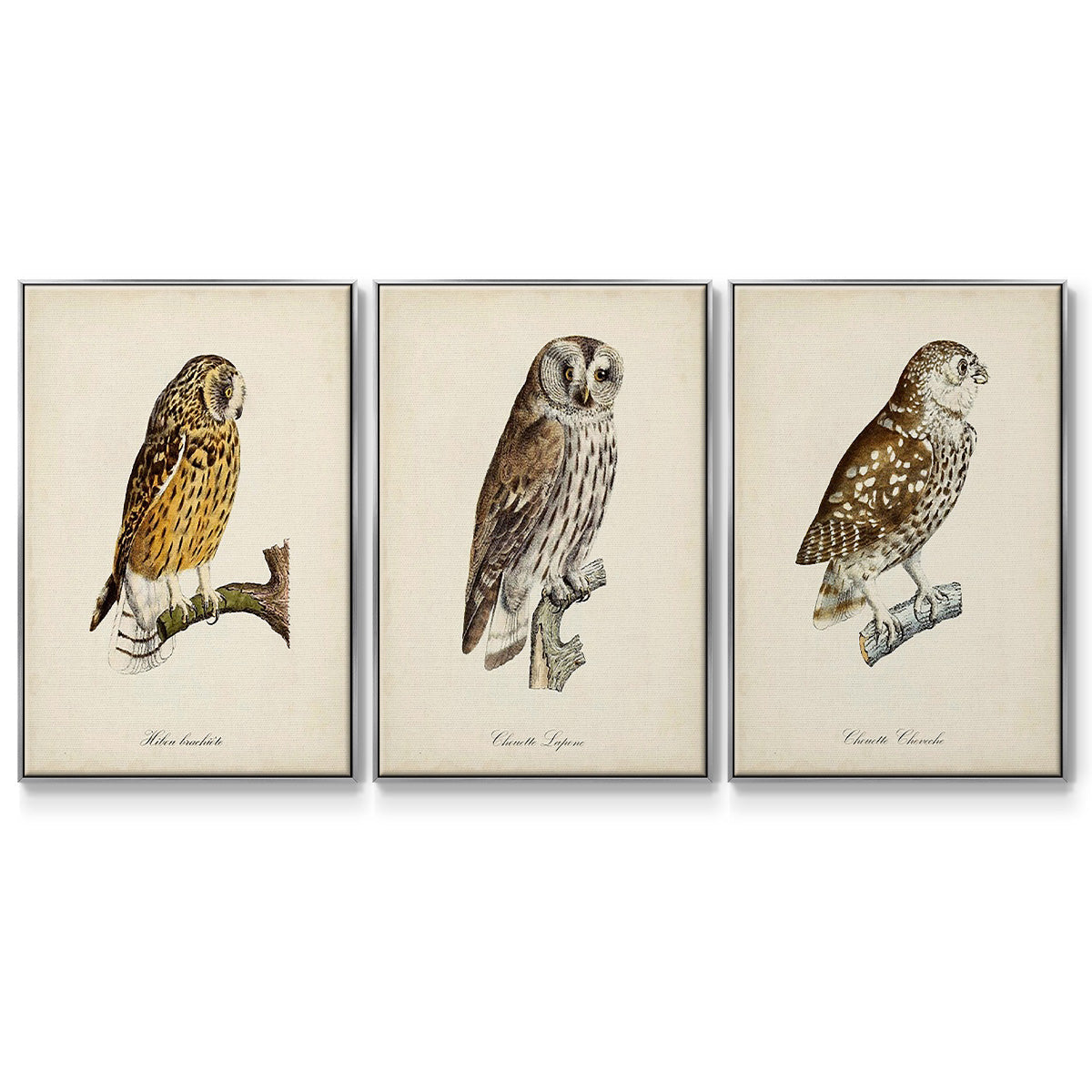 French Owls I - Floater Framed Canvas Set