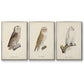 French Owls IV - Floater Framed Canvas Set