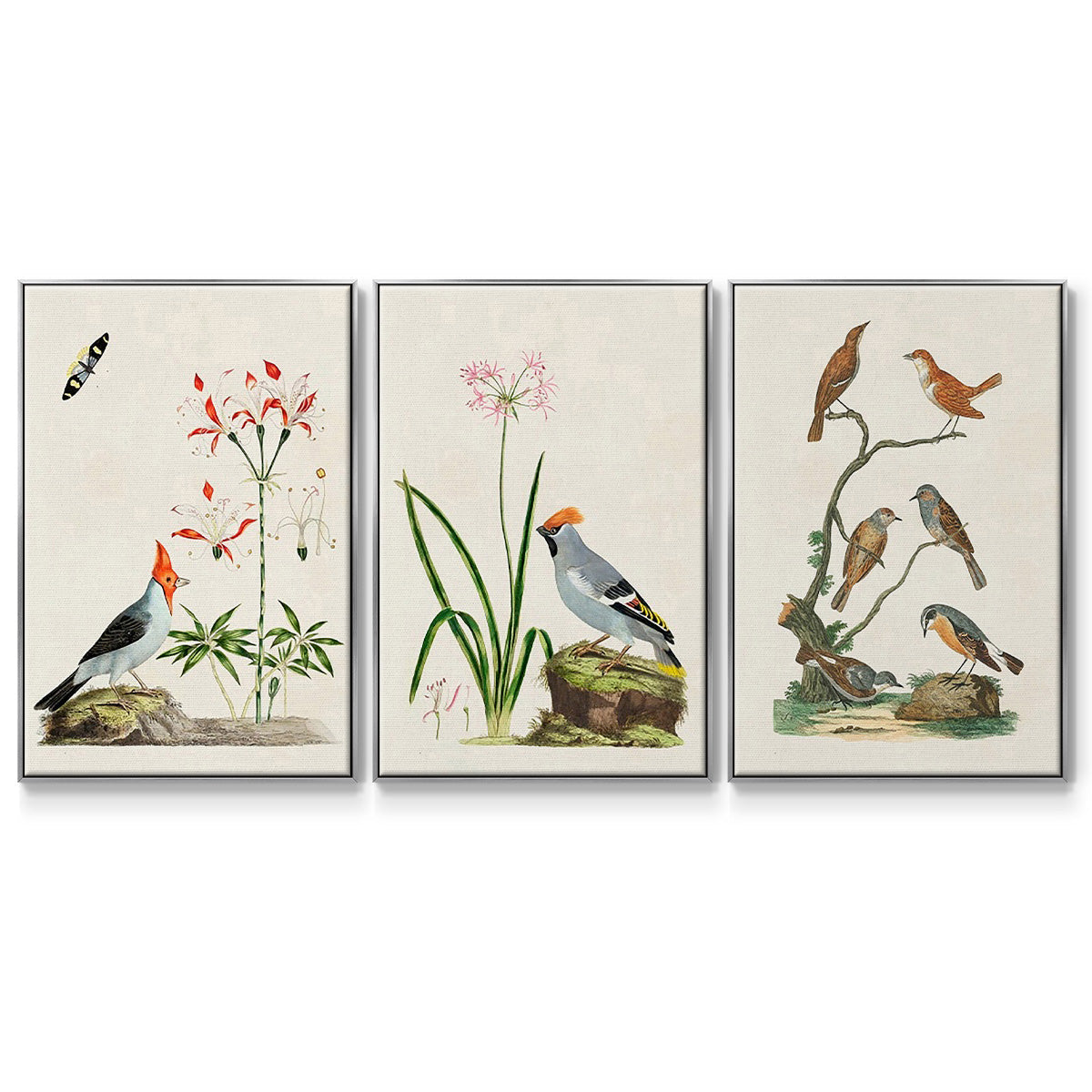 Antique Birds in Nature IV - Floater Framed Canvas Set