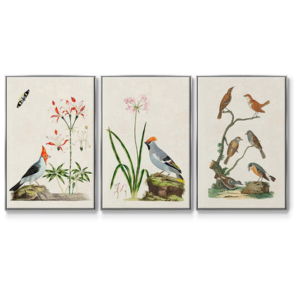 Antique Birds in Nature IV - Floater Framed Canvas Set