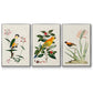 Bird in Habitat III - Floater Framed Canvas Set