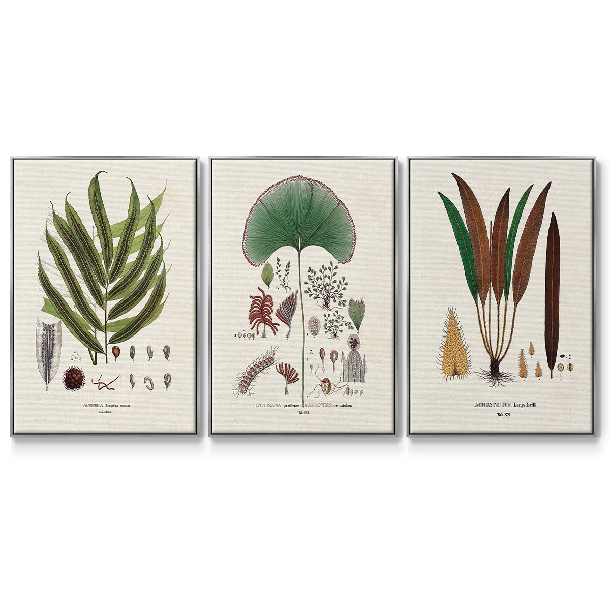 Botanical Society Ferns I - Floater Framed Canvas Set