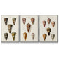 Cone Shell Collection IV - Floater Framed Canvas Set