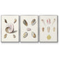 Pastel Knorr Shells I - Floater Framed Canvas Set