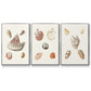 Pastel Knorr Shells VI - Floater Framed Canvas Set