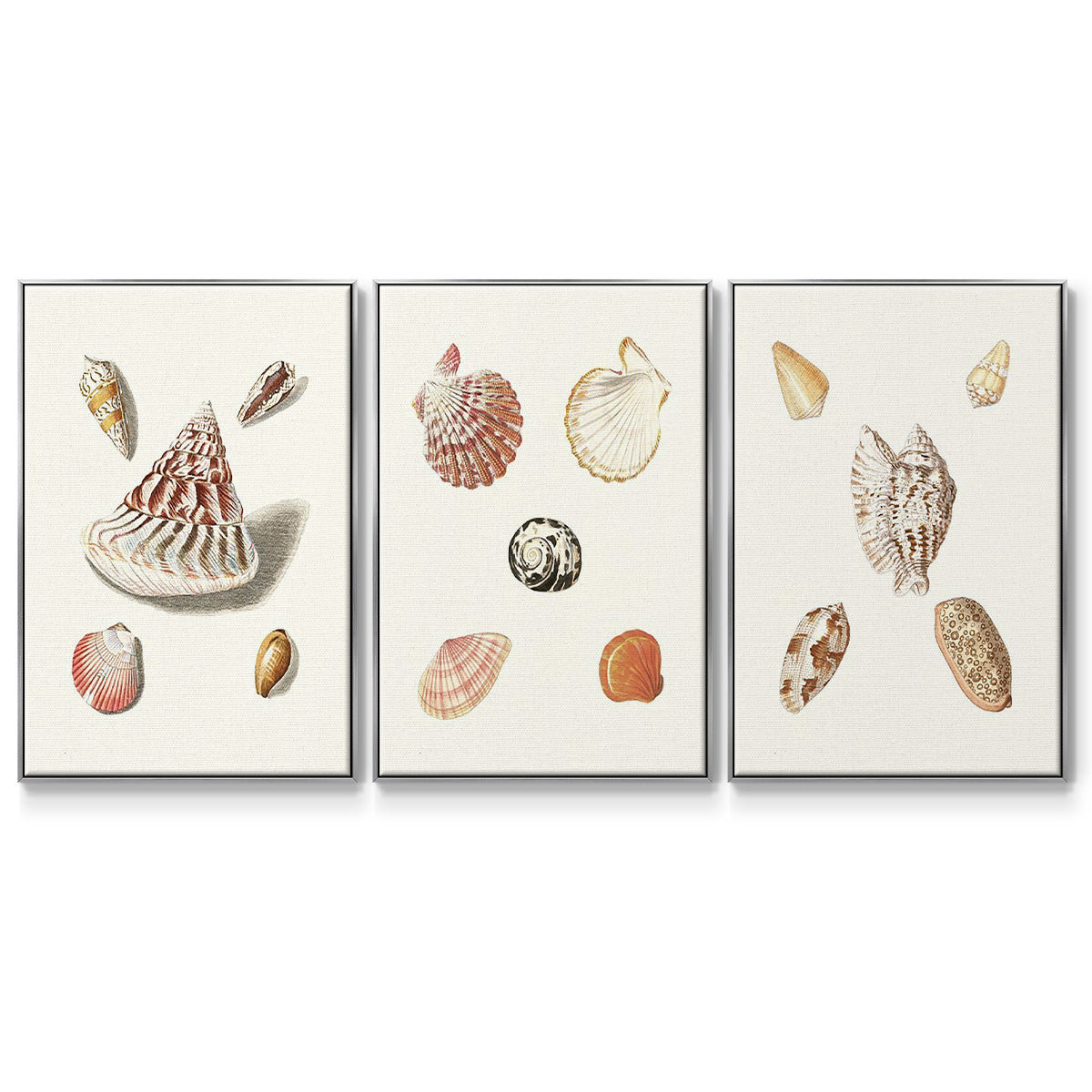 Pastel Knorr Shells VI - Floater Framed Canvas Set