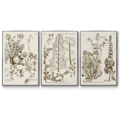 Sepia Botanical Journal IV - Floater Framed Canvas Set