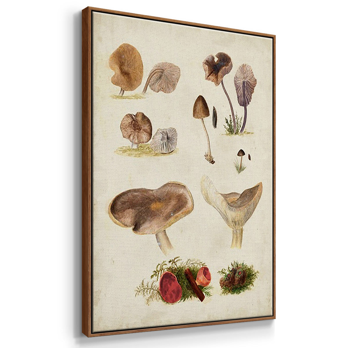 Mushroom Species I - Floater Framed Canvas Set