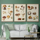 Mushroom Species I - Floater Framed Canvas Set