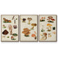 Mushroom Species IV - Floater Framed Canvas Set