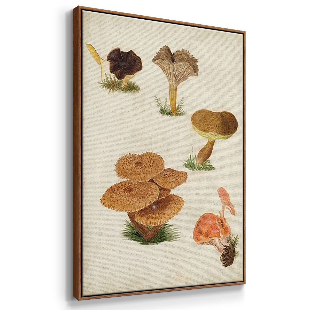 Mushroom Species IV - Floater Framed Canvas Set