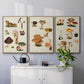 Mushroom Species IV - Floater Framed Canvas Set
