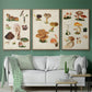 Mushroom Species IV - Floater Framed Canvas Set