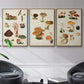 Mushroom Species IV - Floater Framed Canvas Set