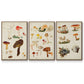 Mushroom Species X - Floater Framed Canvas Set
