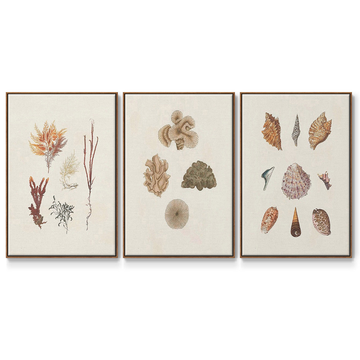 Knorr Shells & Coral VI - Floater Framed Canvas Set