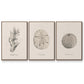 Shore Treasure Study I - Floater Framed Canvas Set