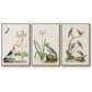 Antique Birds in Nature IV - Floater Framed Canvas Set