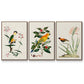 Bird in Habitat III - Floater Framed Canvas Set