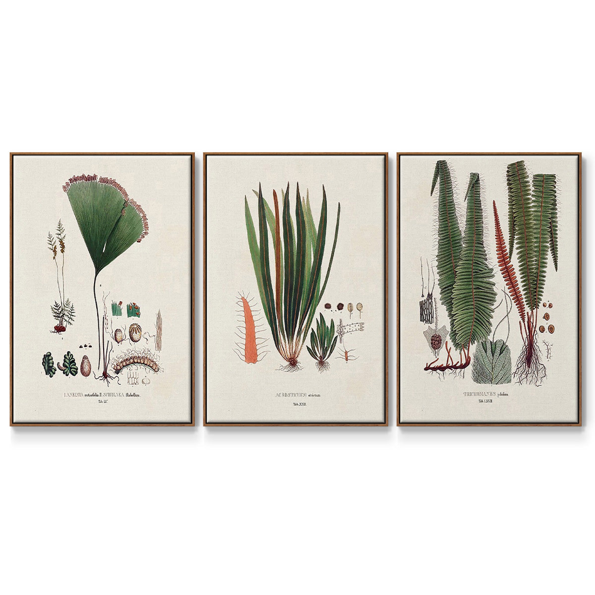 Botanical Society Ferns IV - Floater Framed Canvas Set