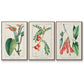 Turpin Tropical Botanicals I - Floater Framed Canvas Set