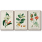 Turpin Tropical Botanicals IV - Floater Framed Canvas Set
