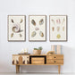 Pastel Knorr Shells I - Floater Framed Canvas Set