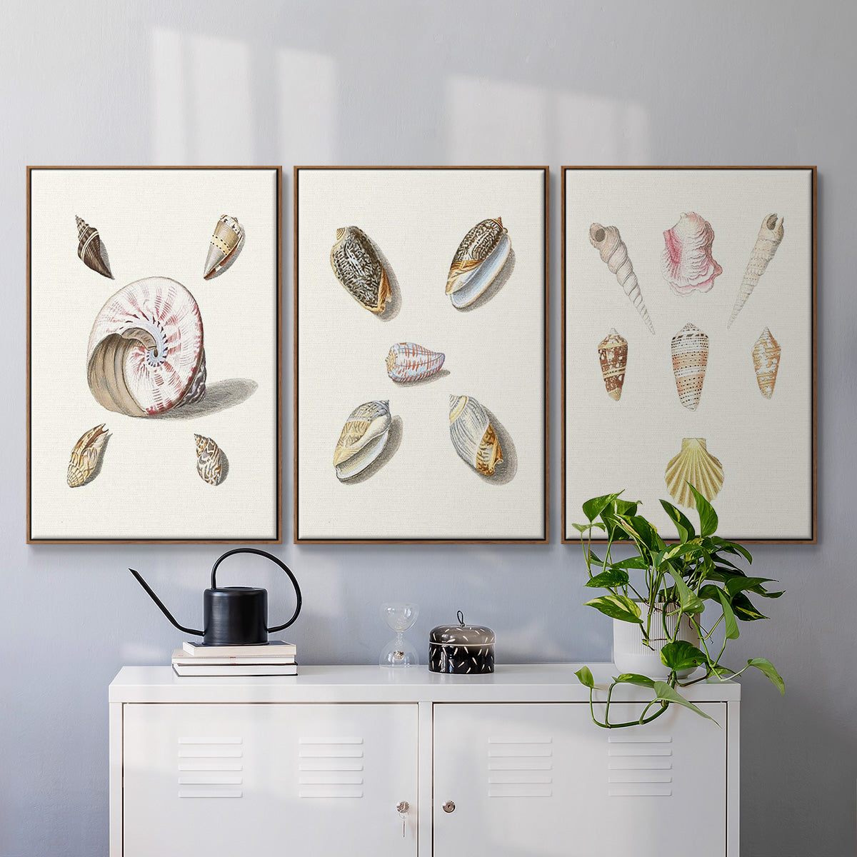 Pastel Knorr Shells I - Floater Framed Canvas Set