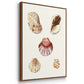 Pastel Knorr Shells IV - Floater Framed Canvas Set
