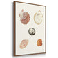 Pastel Knorr Shells VI - Floater Framed Canvas Set